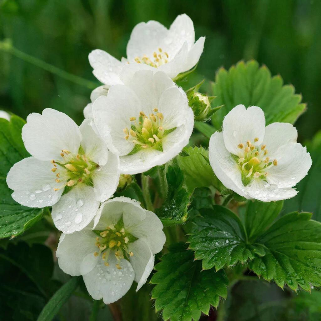 Саженцы Сан-Андреас